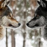 two-wolves